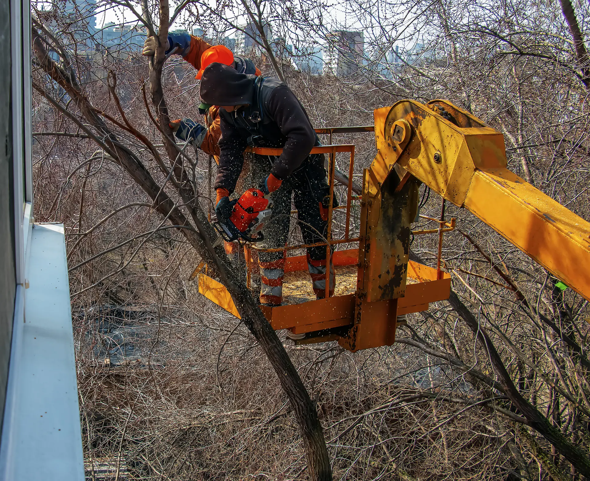 Emergency Tree Removal