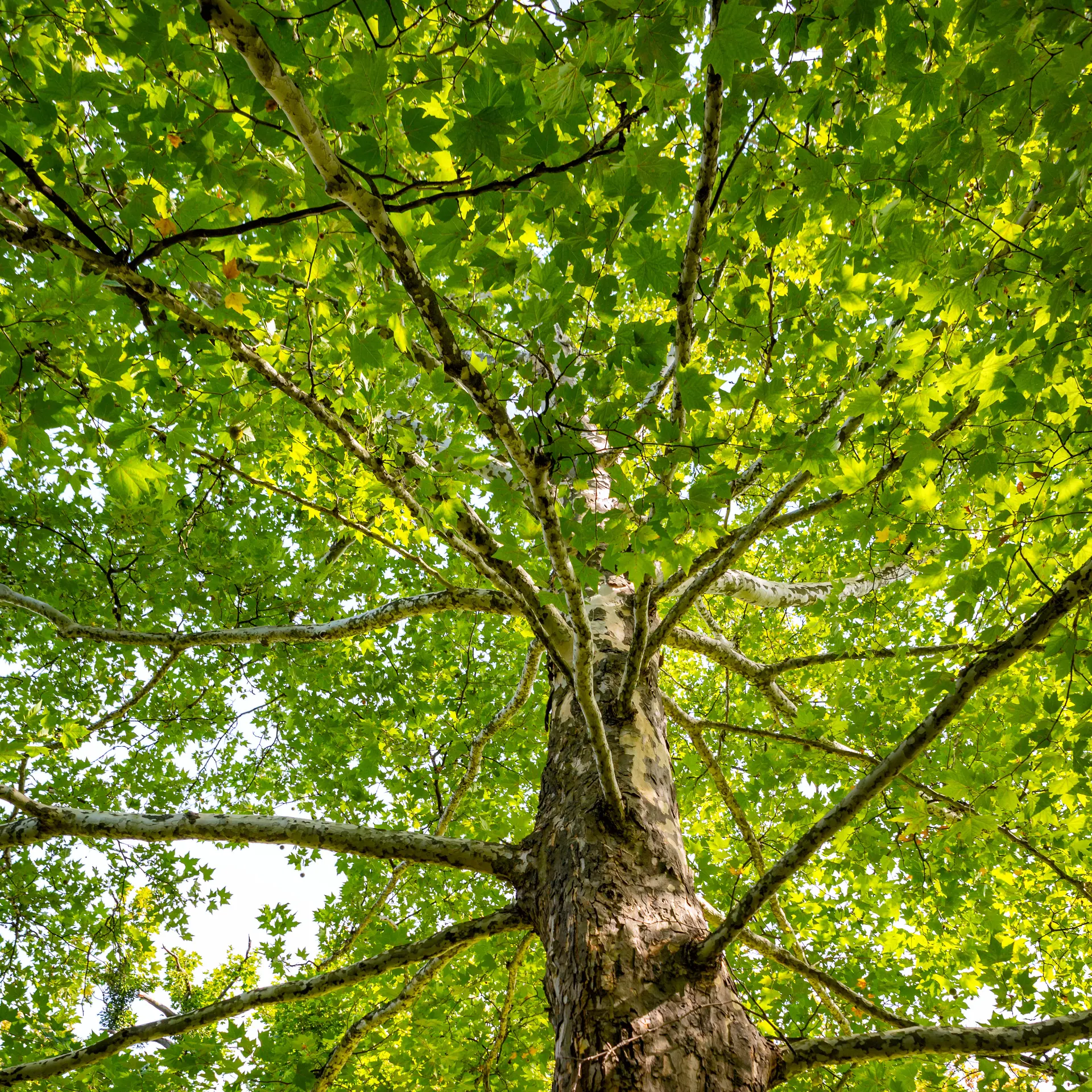 Tree Health and Safety Checks