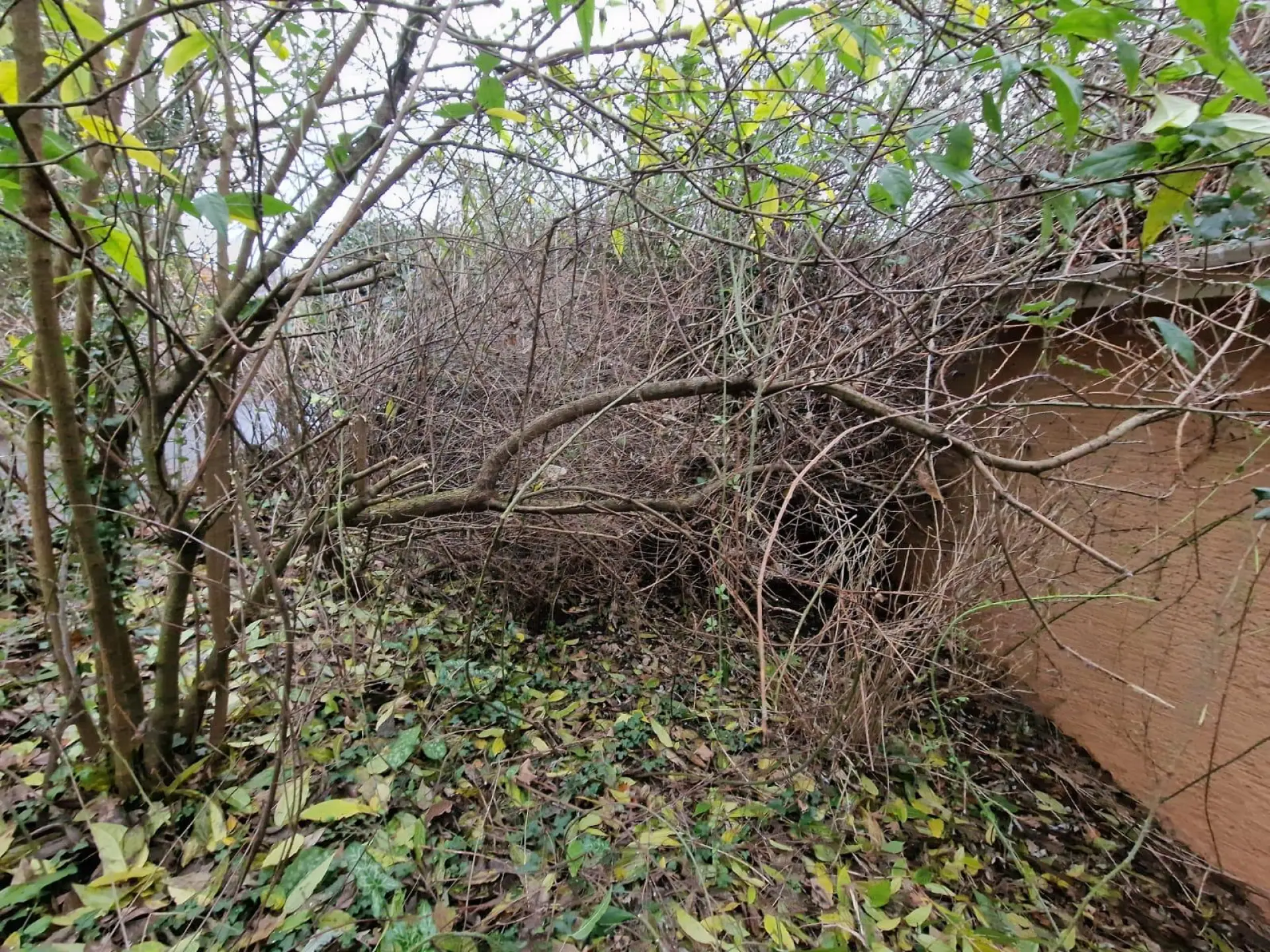 Tree Surgery Alresford, Colchester and Essex