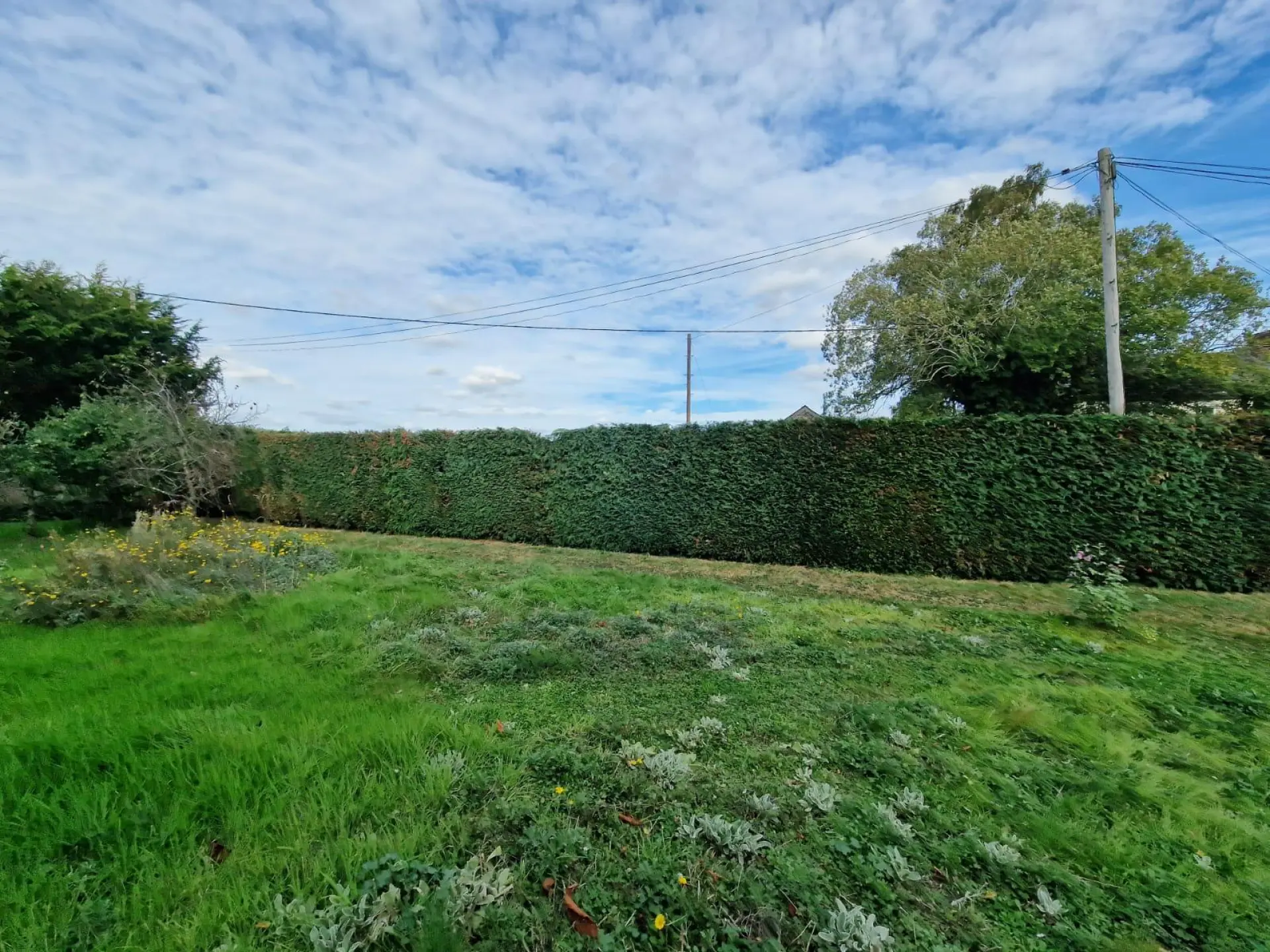 Hedge Trimming Alresford, Colchester and Essex