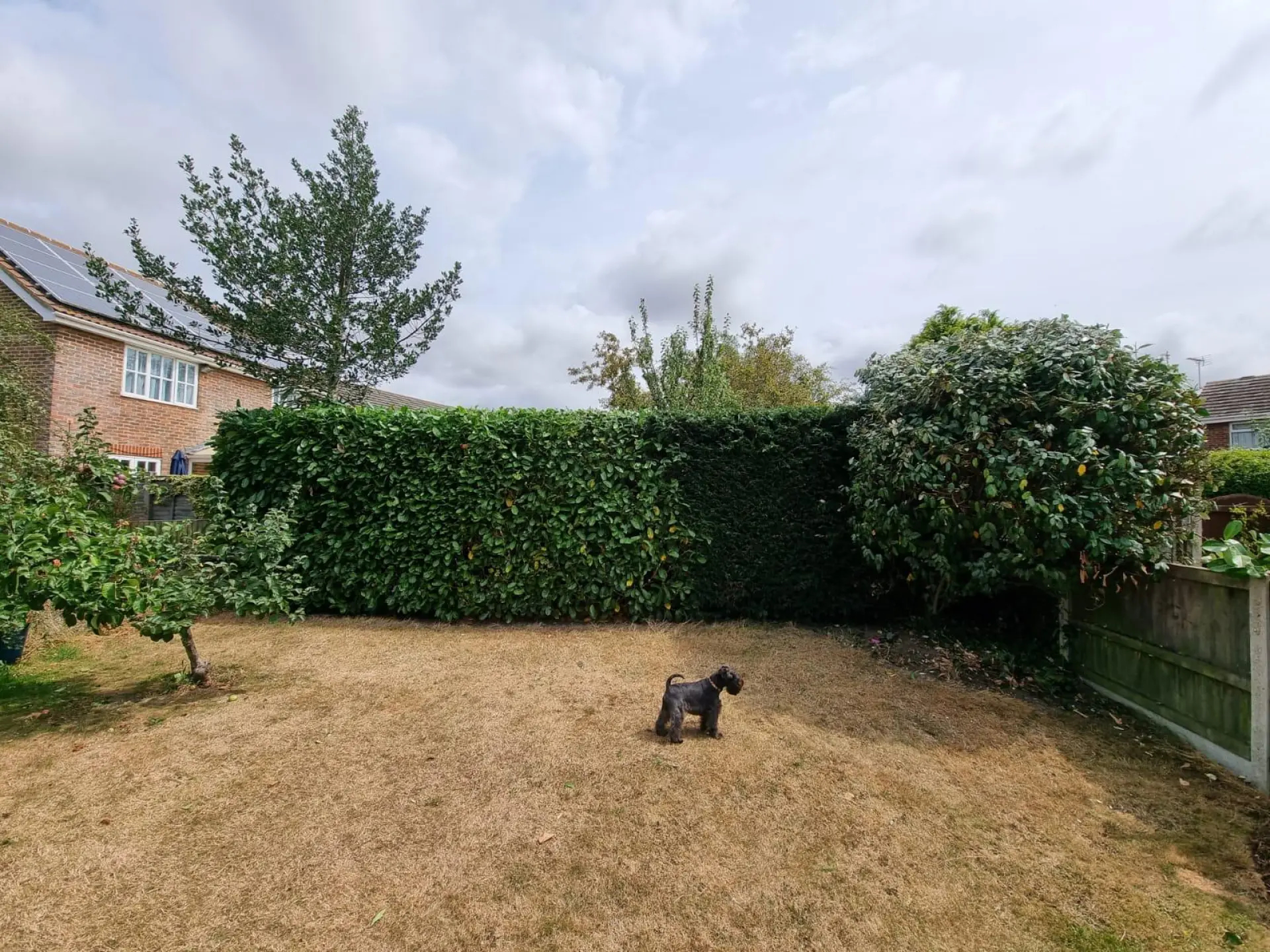 Hedge Trimming Services Alresford, Colchester and Essex